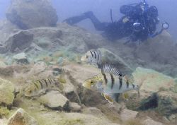 Mr Haslam stalking three perch.
Capernwray.
D200, 16mm. by Mark Thomas 